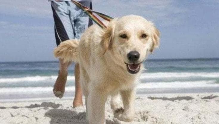 Immagine del post 23915 - Bari Allontanato dal lido perché era con i cani sulla battigia. Il Comune: “Il transito non va vietato” - Bari