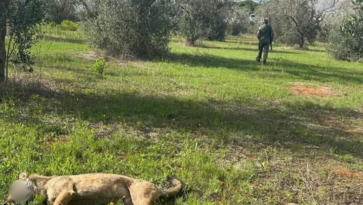 Immagine del post 13844 - Bari Uccise un lupo “con crudeltà”, a processo nel Salento: incastrato dalla foto fatta da un testimone - Bari