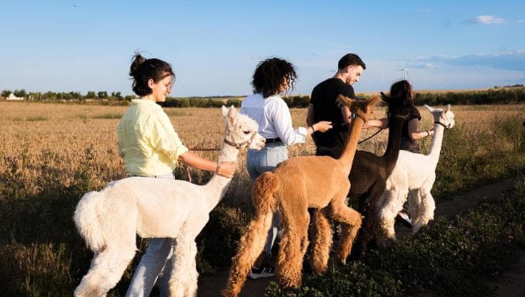 Immagine del post 5912 - Bari Passeggiate con gli alpaca, la nuova tendenza nel cuore della Murgia. “Tra natura e selfie” - Bari