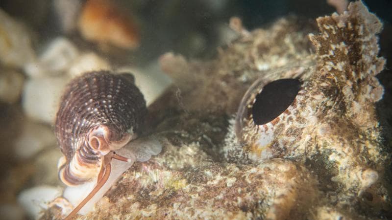 La lumaca vampiro del Salento candidata a mollusco dell’anno: succhia sangue ai pesci mentre dormono - Bari