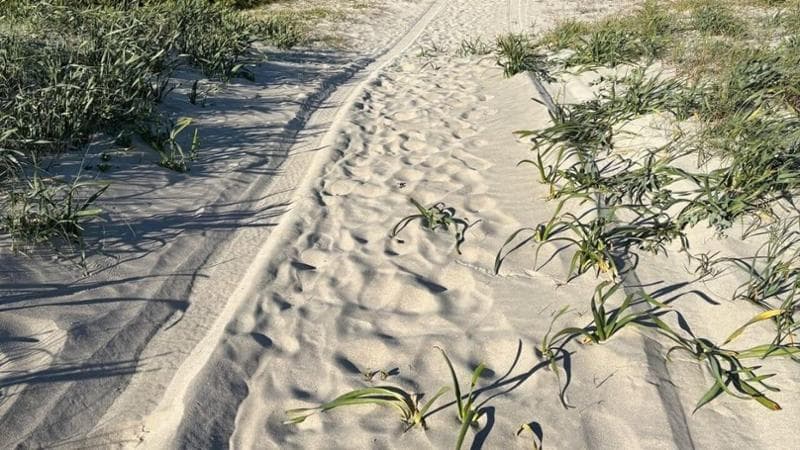 Immagine del post 20503 - Bari Fuoristrada sulle dune protette del Parco di Ugento: 3 denunce. “Danni a nidi fratino e tartarughe” - Bari