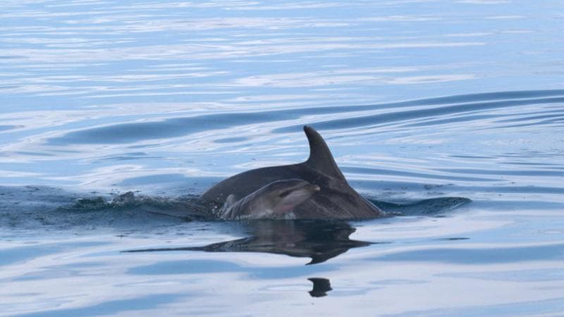 Un cucciolo di delfino è nato nel Mar Grande di Taranto: "Un miracolo della natura” - Bari