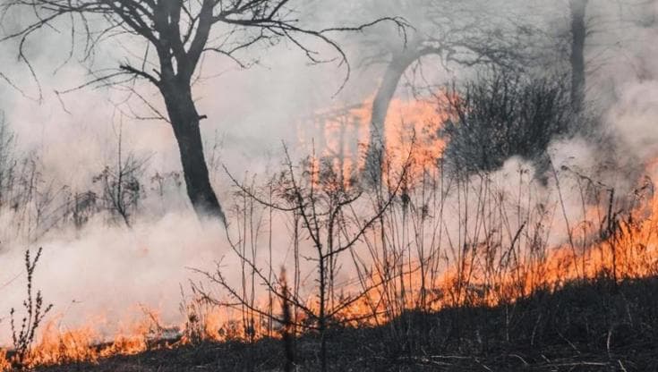 Immagine del post 22851 - Bari Brucia la Murgia, il sindaco di Minervino: “Lasciate le vostre case, mettetevi in salvo” - Bari
