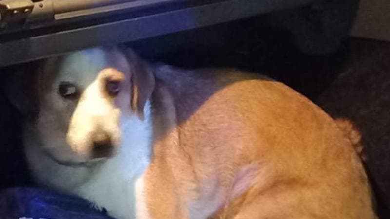 Immagine del post 10754 - Bari Chiude il cane in auto e va alla festa di Monopoli: i vigili salvano l’animale e lo denunciano - Bari