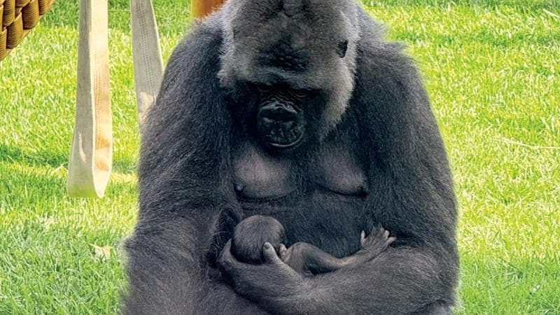 Immagine del post 11612 - Bari Zoosafari in festa per la nascita di un gorilla: il secondo in un mese, non accadeva da mezzo secolo - Bari