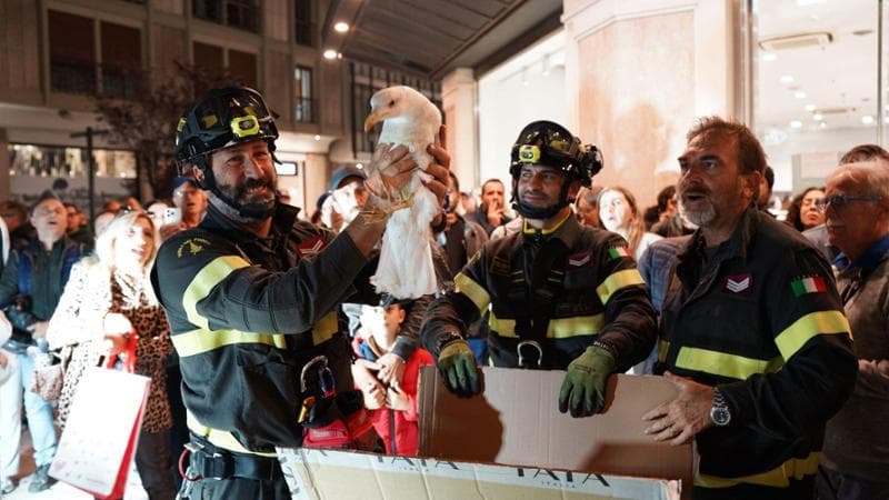Gabbiano incastrato su un balcone di via Sparano, i vigili del fuoco lo salvano tra gli applausi - Bari