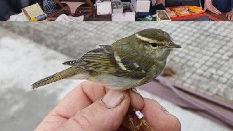 Immagine del post 26058 - Bari Sorpresa nel Salento, scoperto un Luì forestiero: l’uccellino pesa 7 grammi ed è rarissimo in Europa - Bari