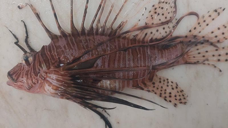 Immagine del post 14976 - Bari Un pesce scorpione nel mare del Salento: trovato un nuovo esemplare di specie aliena - Bari