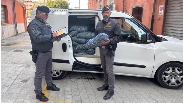 Immagine del post 18342 - Bari Una tonnellata di vongole sequestrata a Margherita di Savoia: non tracciabili, rischi per la salute - Bari