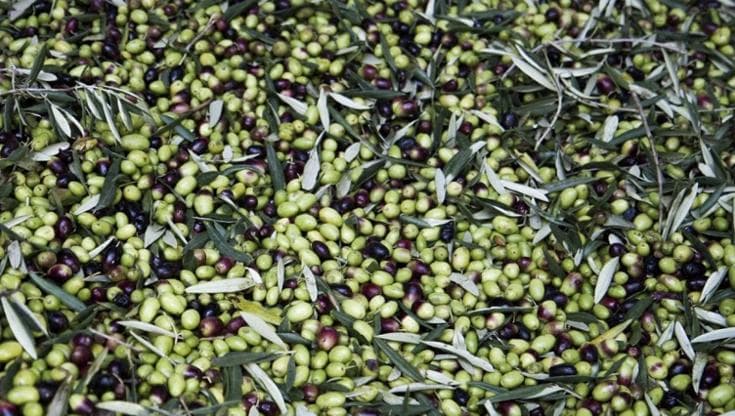 Immagine del post 5989 - Bari Listeria nelle olive, chiuso un supermercato a Trani: indagini dopo la morte di un uomo di 70 anni - Bari