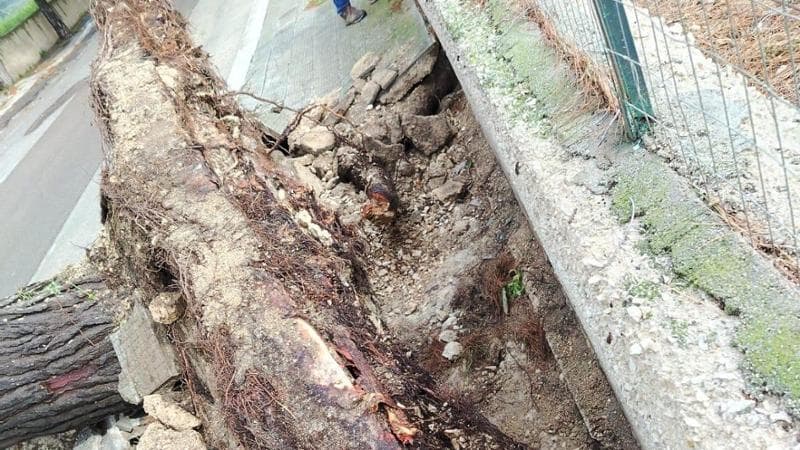 Bisceglie, il cugino di Alicia Amoruso ottenne i fondi per sistemare la via dell’albero caduto - Bari