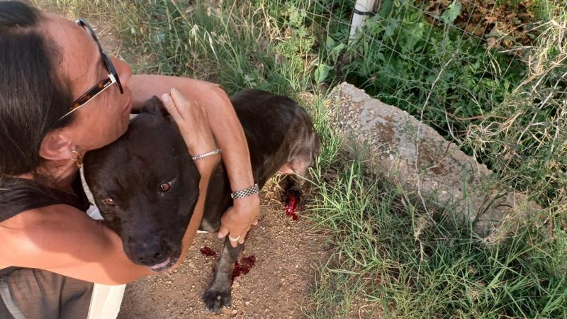 Immagine del post 7265 - Bari Bari, i pitbull Jack e Black salvati dal padrone che voleva ucciderli: “Stava scavando la fossa” - Bari