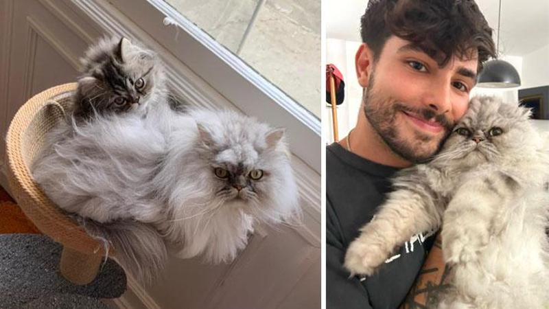 Immagine del post 9701 - Bari Ritrovato Dante, il gatto persiano smarrito da un turista americano a Gallipoli: “Era con i randagi” - Bari