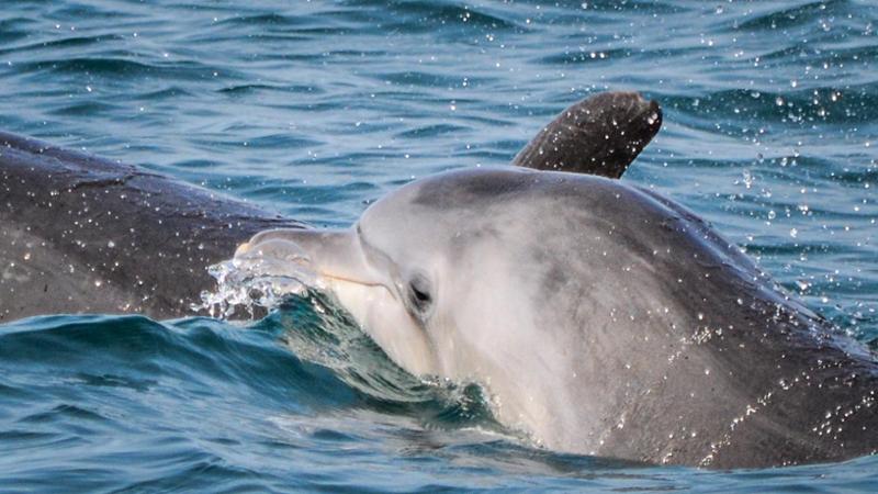 Immagine del post 9703 - Bari A Taranto un rifugio per i delfini feriti o liberati dai parchi: sarà il primo nel Mediterraneo - Bari