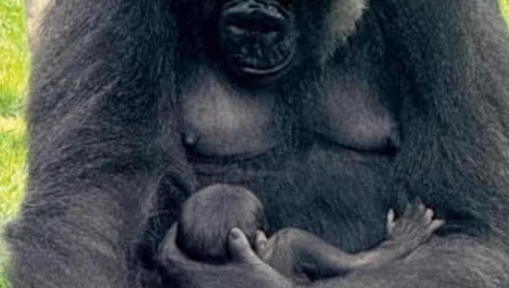 Immagine del post 11645 - Bari “Due gorilla nati in meno di un mese a Fasano dopo 50 anni: succede perché il branco è unito” - Bari