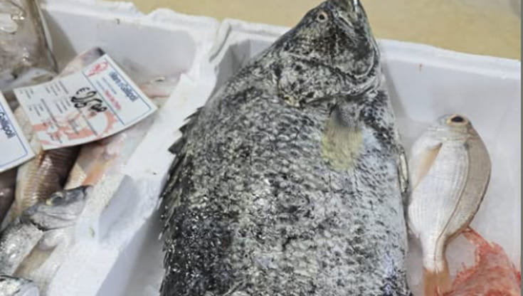 Immagine del post 11671 - Bari Sorpresa in pescheria a Gallipoli, in vendita un “pesce foglia”: una nuova specie aliena - Bari