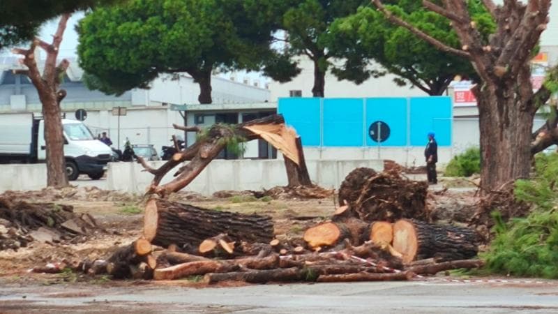 Immagine del post 12777 - Bari Bari, abbattuti 28 alberi per il cantiere Brt. Gli ambientalisti protestano: “Stop alla strage” - Bari