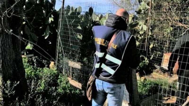 Immagine del post 2119 - Bari Salento, in un garage scoperto un canile abusivo: denunciato il proprietario - Bari