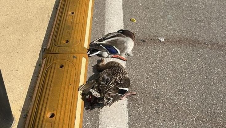 Salento, tre germani reali uccisi da un'auto. La Lipu denuncia: “Fatto grave e che si ripete spesso” - Bari