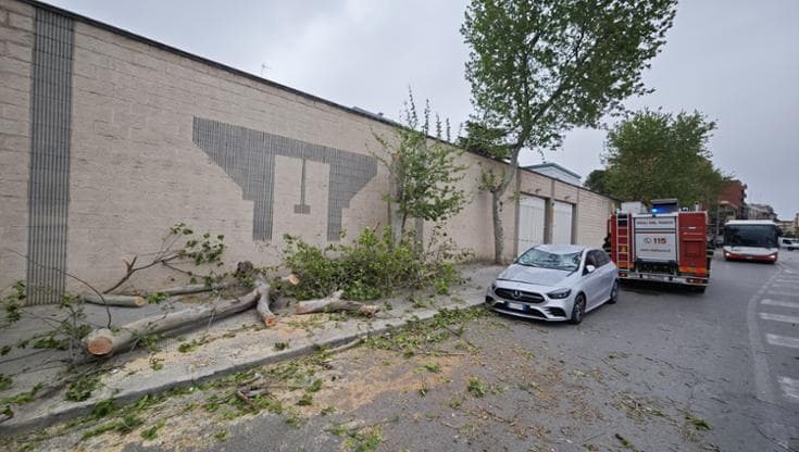 Allerta vento, a Bari alberi caduti e aerei dirottati: due persone ferite in modo lieve - Bari