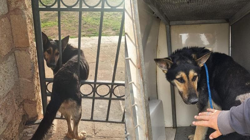 Immagine del post 6074 - Bari Cane randagio resta incastrato in cancello: liberato con un cric. “Ora è pronto per essere adottato” - Bari