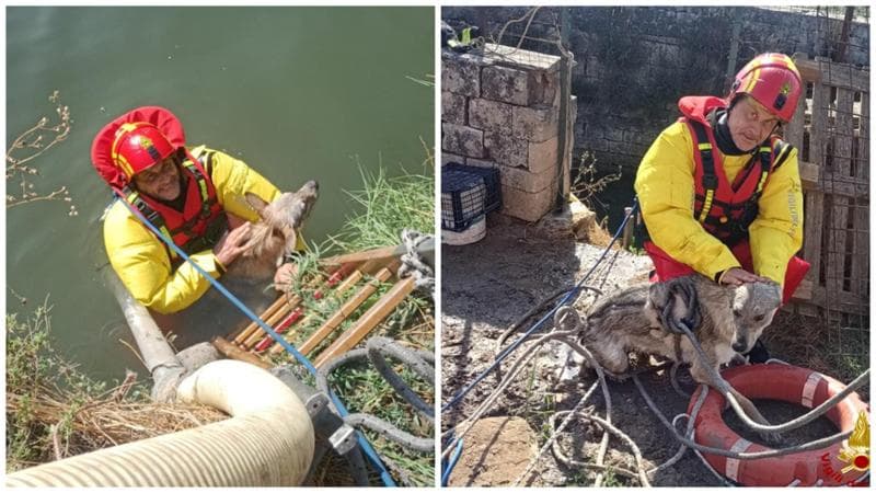 Immagine del post 22939 - Bari Cane in cerca di refrigerio precipita in un pozzo, recuperato e messo in salvo dai vigili del fuoco - Bari