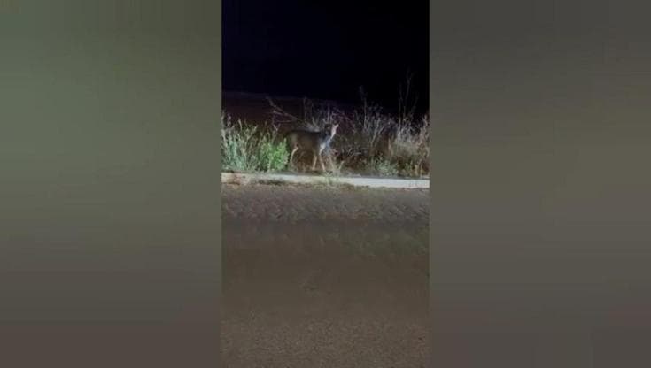 Immagine del post 23963 - Bari Emergenza lupi, oggi vertice in Prefettura a Bari: vigili e polizia presidiano parchi di Noicattaro - Bari