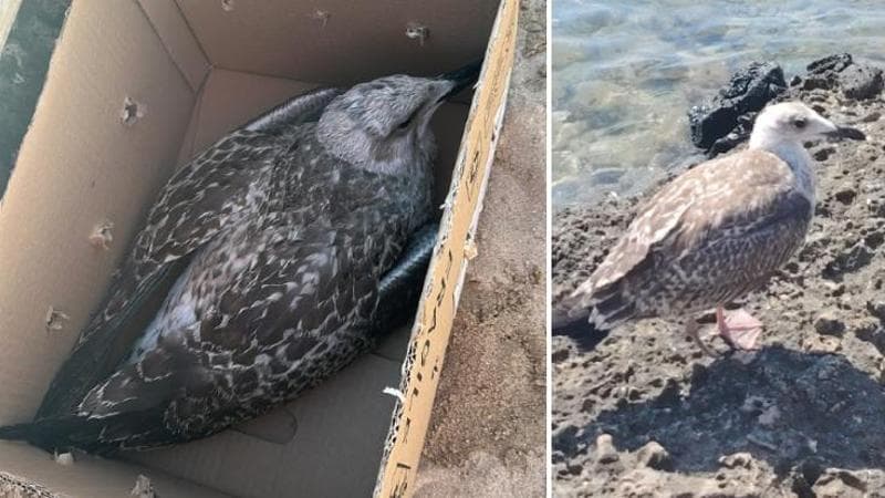 Immagine del post 23964 - Bari Gabbiani reali decimati a Porto Cesareo, mistero sulle cause: “Non sappiamo perché stanno morendo” - Bari