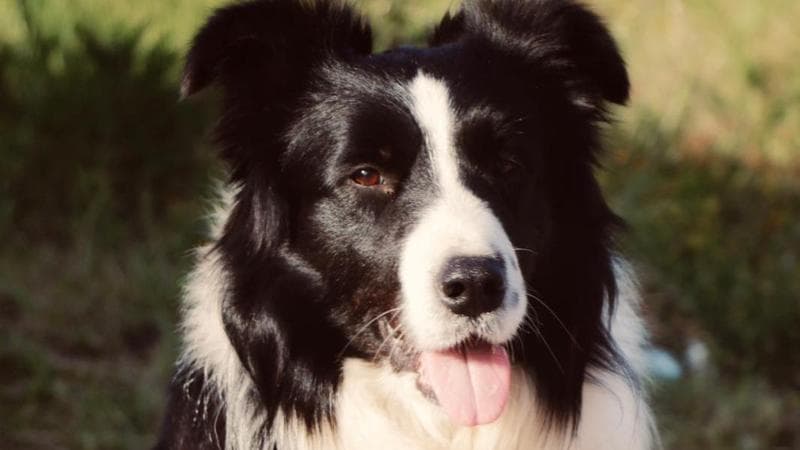 Un uomo scompare nel Salento: il cane Marley lo trova svenuto sotto un albero e lo fa salvare - Bari