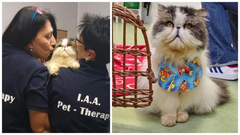 Immagine del post 25020 - Bari Un premio per Zuly il gatto persiano che aiuta chi soffre: “Era stato abbandonato ora è una risorsa” - Bari