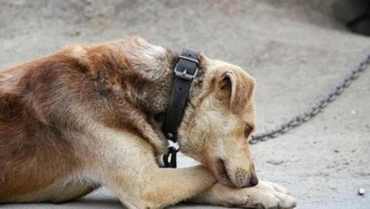 Lecce, il cane morì lanciandosi dal 3° piano: il proprietario lo abbandonava sul balcone. Condannato - Bari