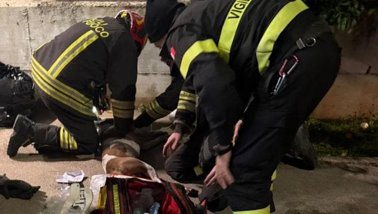 Immagine del post 15059 - Bari Bloccato nella casa in fiamme, muore un rottweiler. I vigili del fuoco hanno tentato di rianimarlo - Bari