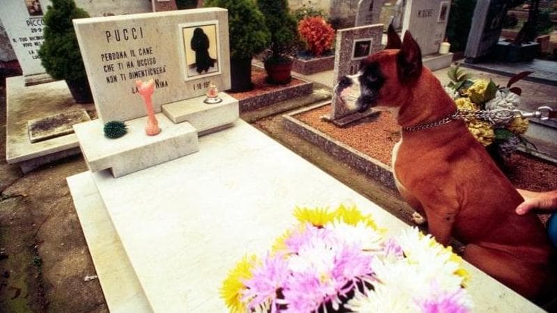 In Salento apre il primo cimitero per cani e gatti: “Un servizio di civiltà per chi vive il dolore” - Bari
