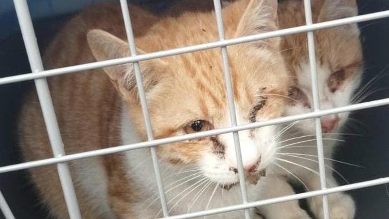 Immagine del post 4106 - Bari Strage di gatti in provincia di Bari per un’epidemia di parvovirosi. “È mortale per i non vaccinati” - Bari