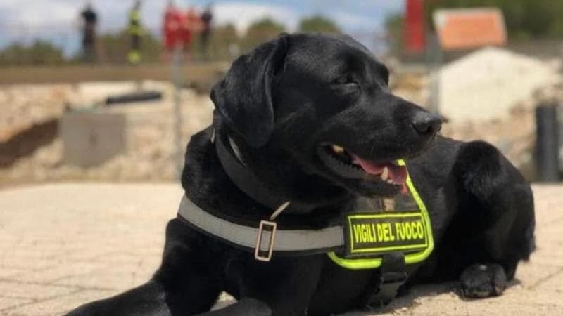L’ultima missione di Mickey: in pensione il cane eroe dei vigili del fuoco. “Decine di salvataggi” - Bari