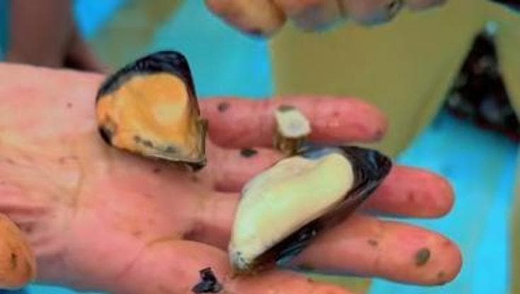 Immagine del post 18412 - Bari Cozze greche spacciate per tarantine, denuncia diventa virale: “Un trucco immergerle nel Mar Grande” - Bari