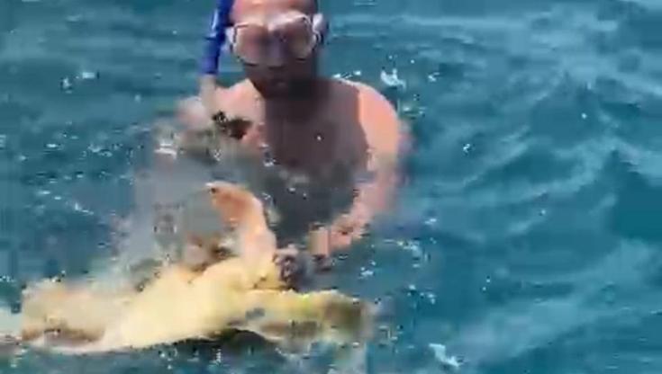 Tartaruga intrappolata in una rete in mare, a salvarla è il marò Girone. Il Wwf: “Casi in aumento” - Bari
