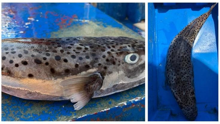 Immagine del post 22966 - Bari Porto Cesareo, pescatore trova in acqua esemplare di pesce palla maculato. “Può essere letale” - Bari