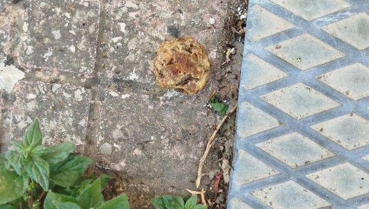 Taranto, polpette avvelenate in strada: scatta l'esposto. “Gravi rischi per bambini e animali” - Bari