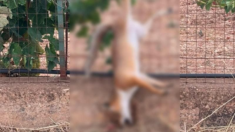Volpe uccisa e appesa a testa in giù: la foto indigna i social nella città in cui è caccia al lupo - Bari