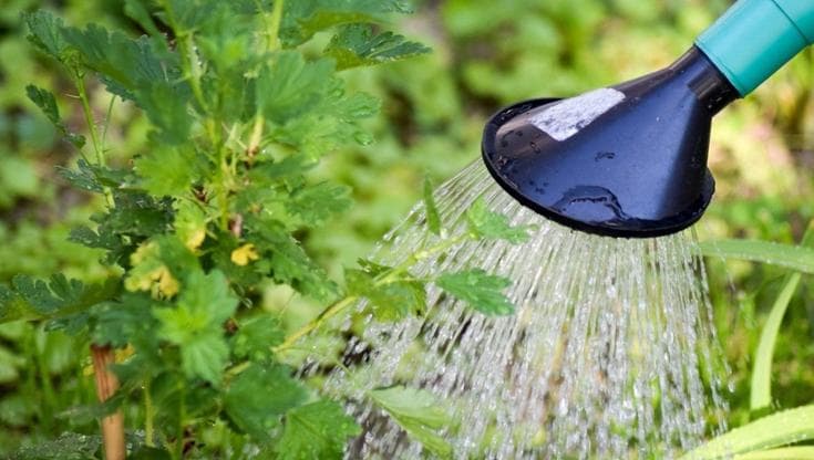 Immagine del post 15120 - Bari Crisi idrica, Emiliano firma l’ordinanza: “Stop al consumo di acqua per innaffiare prati e giardini” - Bari