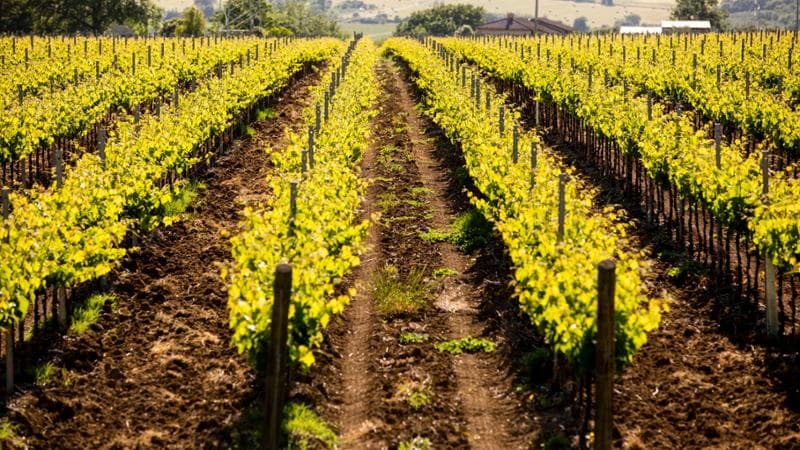 Immagine del post 2301 - Bari Xylella, allarme per i vigneti intorno a Bari: ordinate le eradicazioni. L'esperto: “Fare presto” - Bari
