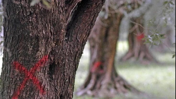 Xylella, archiviata l’inchiesta di Bari. “Ma le mancate eradicazioni fecero avanzare il batterio” - Bari
