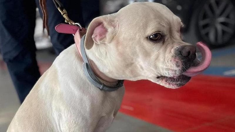 Luna, la pitbull adottata dall’aeroporto di Bari, ha una nuova casa: “Sarai sempre nei nostri cuori” - Bari