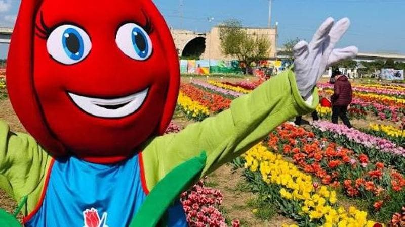 Immagine del post 18481 - Bari Riapre il TuliPark, il campo da 300mila fiori alle porte di Bari. “Contatto diretto con la Natura” - Bari