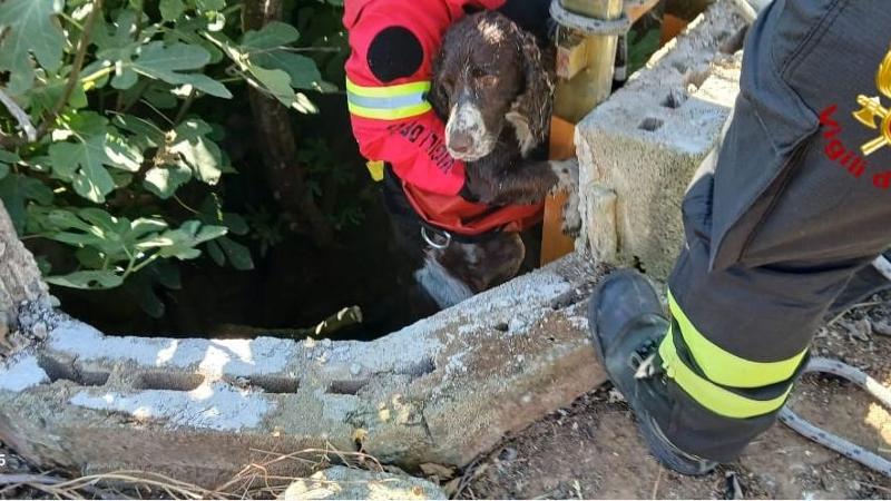Cane cade per sette metri in un pozzo di campagna, salvato dai vigili del fuoco a Brindisi: sta bene - Bari