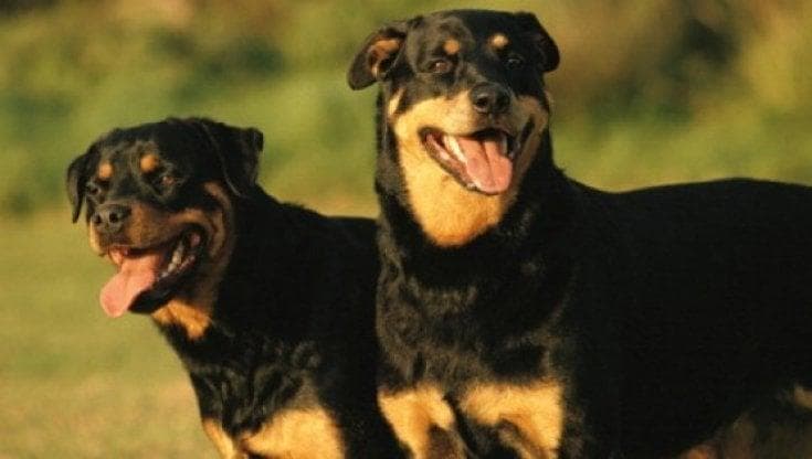 Immagine del post 24062 - Bari Dramma a Nardò, anziano azzannato e ucciso da due Rottweiler nel suo terreno - Bari