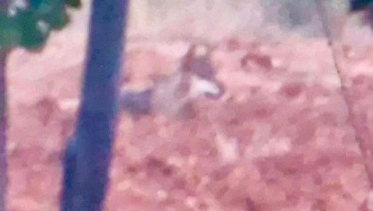 Immagine del post 24061 - Bari Nuovo allarme lupo a Noicattaro: avvistati due esemplari. La task force traccia gli spostamenti - Bari