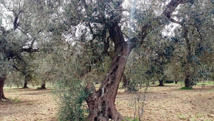 Immagine del post 12876 - Bari Confagricoltura e l’allarme xylella sul Gargano: “I 47 ulivi colpiti sono soltanto una parte” - Bari