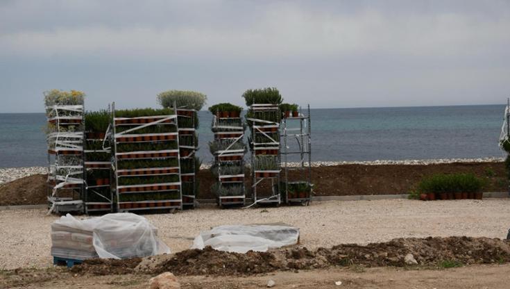 Immagine del post 7455 - Bari Torre Quetta verde: piantati i primi 2.000 cespugli di macchia mediterranea per il parco Costasud - Bari